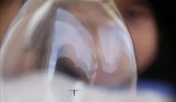 Detectan en Venezuela nuevos casos de síndrome neurológico vinculado con zika