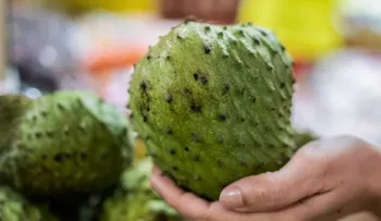 La guanábana: una fruta con altísimo poder antioxidante y antibacteriano