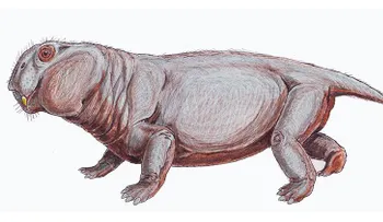 Estas estrategias pueden ayudar a sobrevivir a una extinción masiva
