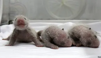 Panda bebé en Zoológico de Washington es macho