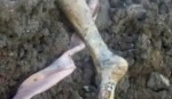 Hallan pierna de una persona en sector de La Vega