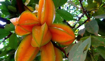 Conoce la fruta que reduce el colesterol, cura la hipertensión y controla la diabetes