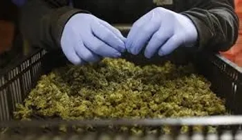 Canadá, el gran laboratorio de la marihuana