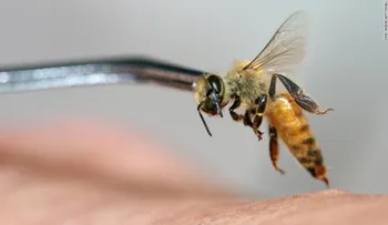 Una mujer en Madrid se sometió por dos años a una terapia contra el estrés, con abejas vivas