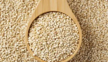 La Quinua, un alimento que no debes perder de vista