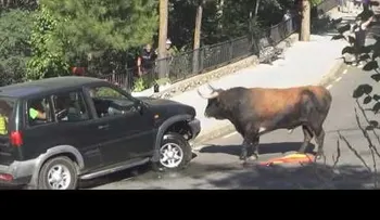 Un toro cornea un todoterreno, creando el pánico (VIDEO)