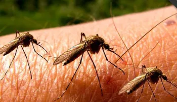 Dominicanos en EEUU toman medidas por enfermedades picaduras insectos
