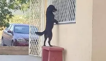 Un perro visita a su amo en la escuela para verlo a través de la ventana