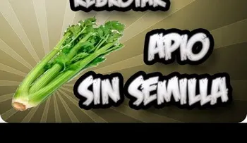 Cómo germinar el apio sin semilla  (Video)