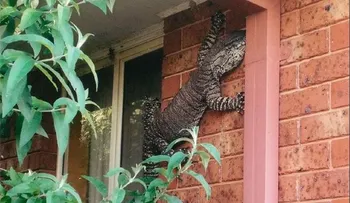 Hallan lagarto gigante en el jardín de una casa