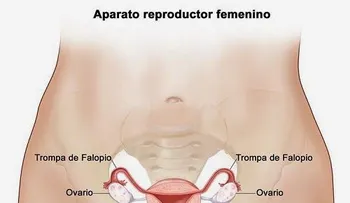  10 señales tempranas cáncer de ovario no debes ignorar  