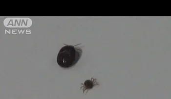 Escapa una peligrosa garrapata que fue llevada como muestra a una conferencia de prensa