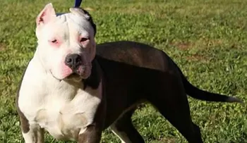 Un hombre mata a su perra Pit Bull, la cocina y se la come