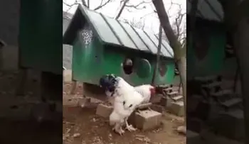 Esperaban un pollito, pero salió una GRAN bestia (VIDEO)