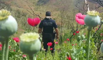 El estado mexicano de Guerrero quiere legalizar el cultivo de la amapola
