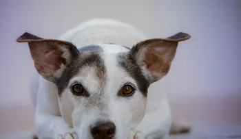 15 síntomas que indican que un perro está enfermo
