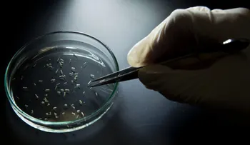 Rusia reporta el primer caso del virus del Zika