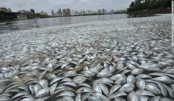 ¿Qué causó la muerte masiva de estos peces en un lago chino?