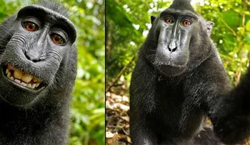 Juez rechaza que un mono tenga derechos de autor por selfie