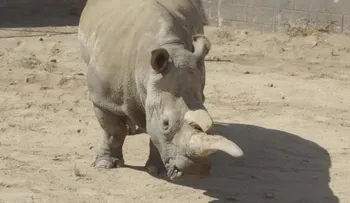 Uno de los últimos rinocerontes blancos está enfermo