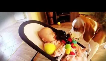 Video: Perro pide perdón a un bebé de la manera más generosa posible
