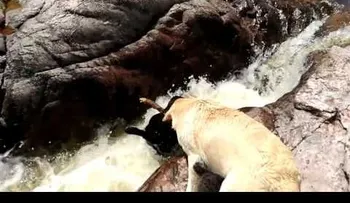Un perro salva a otro que cayó en un río