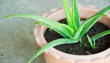 Las plantas de interior que limpian el aire y eliminan toxinas