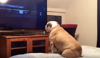 Una bulldog intenta proteger a una familia de una película de terror y su reacción se vuelve viral