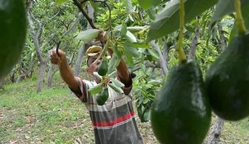 El niño que cultivaba aguacates y le arrebató parte del negocio a "El Chapo" Guzmán