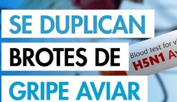 Nuevo brote de gripe aviar en humanos pone en vilo al mundo