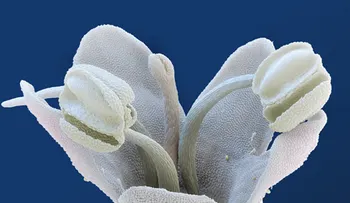 La maravilla de las flores bajo el microscopio