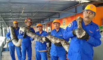 Capturan en Malasia la pitón más grande del mundo