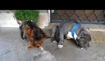 Increíble reacción de dos perros ante reprimenda de su dueño (VIDEO)