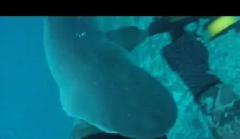 El ataque de un feroz tiburón filmado por una cámara de video