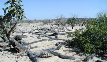 El extraño caso del cactus que se mueve solo y está en peligro de extinción