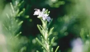 El romero sirve para dolores de cabeza, anemia, impotencia, conozca todos sus beneficios