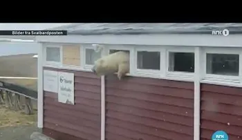 Un oso polar se atasca en la ventana de un almacén luego de comer chocolate