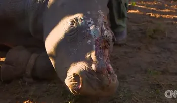 Tratan con piel de elefante, rinoceronte mutilada salvajemente por cazadores 