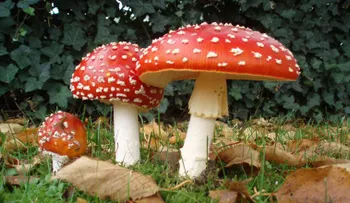 Un químico de los "hongos alucinógenos" podría mitigar la depresión y las adicciones