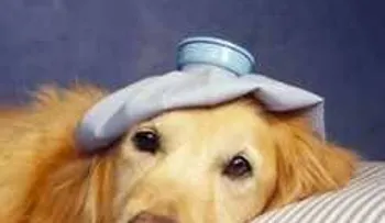 Conocer estos síntomas podría salvar la vida de tu perro