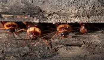 En 2 horas no habrá ni una mosca, cucaracha, ni mosquitos. Porque no me lo dijeron antes