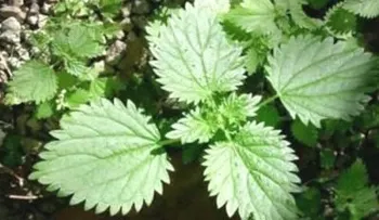 Propiedades de la Ortiga Verde