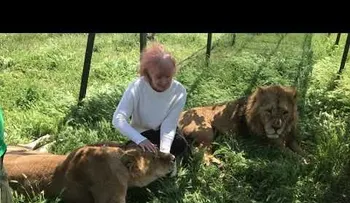 Dos leones se dejan acariciar por una turista como si fueran gatitos