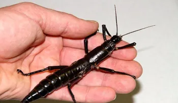  El insecto palo de Howe sobrevivió a la extinción, según estudio 
