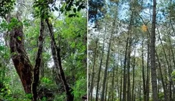 "Sin bosques, no hay presa que valga", afirma Arias Canela   