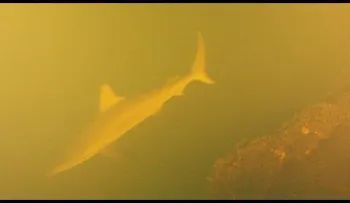 Descubren tiburones vivos en el cráter de un volcán activo (Video)