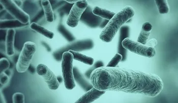 Algunas bacterias se vuelven inactivas para esquivar a los antibióticos