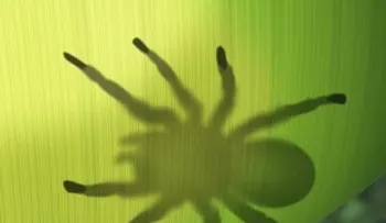Veneno de tarántula como analgésico