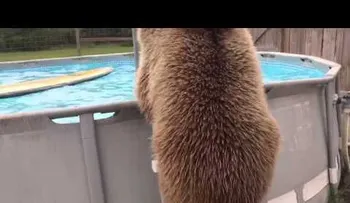 Este Oso sube la escalera de la piscina: ¡Pero cuando se pone a nadar es asombroso!