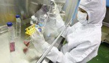 Fabrican estructuras renales embrionarias a partir de células madre humanas